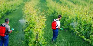 सब्जी से धान तक सेफ खेती की शुरुआत, बिलासपुर में बन रहा किसानों का ग्रीन हथियार